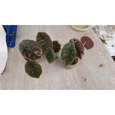 Alocasia Cuprea Red Secret молодые