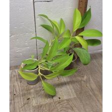 Philodendron malay Gold 