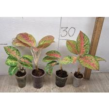 Aglaonema Maha Sethee pot