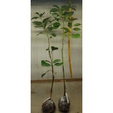 Cinnamomum zeylanicum verum 47