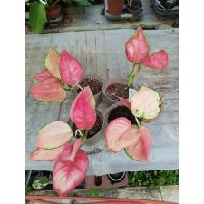 aglaonema pink star уценка