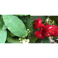 Syzygium samarangense (small and red fruit) 241/1 по 2500р