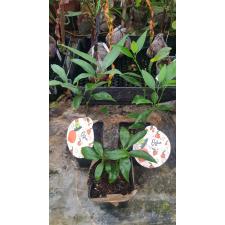 Citrus reticulata sp