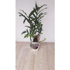 Drynaria sp.(T13) Philippines (dark green leaf) 214 по 3500р