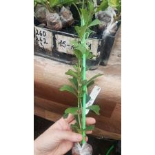 Hoya manipurensis No.2 (wide leaf) 724