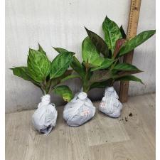 Aglaonema Army God A-76