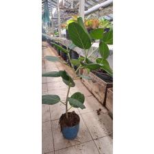 ficus benghalensis L 