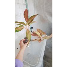 Aglaonema Amorn Rattana Gosin 3 д уценка 1500р