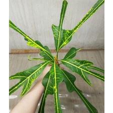 Codiaeum (T31) Yellow veination and green trilobe leaf 73