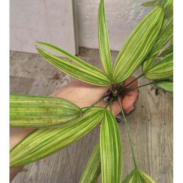 Рапис сп. Карликовый варегатный / Rhapis sp. Dwarf variegated 241