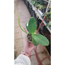 Phal. Tying Shin Smart (peloric) 2.5" B35 