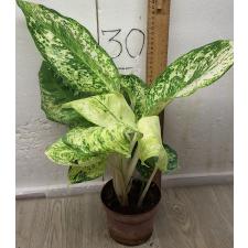 Аглаонема 3 Бриллианта / Aglaonema 3 diamonds A-4 Горшок