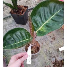 Aglaonema AG-06 Moon light green стакан уценка 1100p