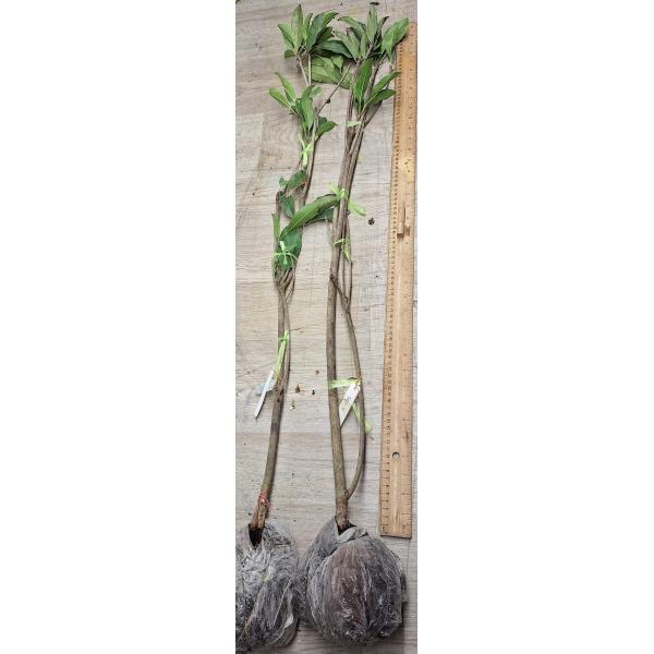 Манилкара запота "Вьетнам" (Большой и круглый фрукт) / Manilkara zapota 'Vietnam' (big and round fruit) 179