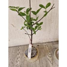 Wrightia sp. white variegated 299 по 900р