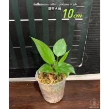 Anthurium vittariifolium x sib 2,5" B20 jun