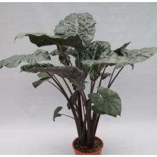 Alocasia Saraw. ''ucatan Princess'