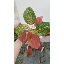 Aglaonema Kwak Sub (pink form)  17A 