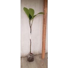 Gardenia carinata 148/1
