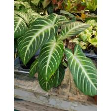 Alocasia lindenii (Xanthosoma lindenii) 14 cm pot 950p