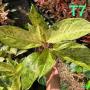 Aglaonema T7 Ruay tungpee