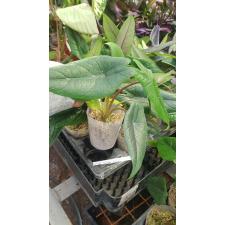 Alocasia scalprum 2.5"