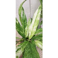 Spathiphyllum 'Angel Baby' variegated