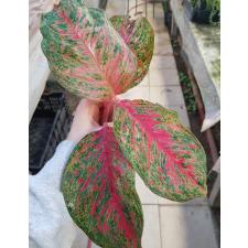 Aglaonema sp T4 Sombat Siam pink 900p