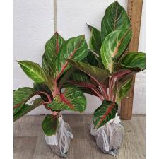 Аглаонема Сомбат Сиам зеленый / Aglaonema Sombat Siam green A-43