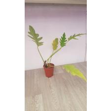 Philodendron sp foto 650p
