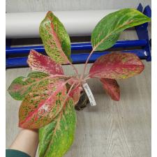 Aglaonema Kwak Sub (pink form)  17A 