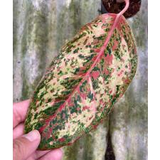 Aglaonema Prakay Ngern (No.2) 92/1 dekabr