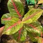 Aglaonema T25 Boxing