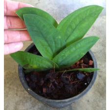 Рафидофора целатокаулис / Rhaphidophora celatocaulis 573