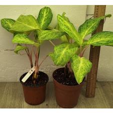 Аглаонема Желтый Монгкон / Aglaonema Yellow Mongkon A-115