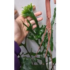 Drynaria sp.(T05) Crested Philippines.