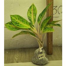 Аглаонема Пракайтонг / Aglaonema Prakaitong A-51