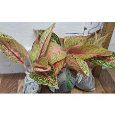 Аглаонема Легаси Красная. / Aglaonema Legacy - red A-108