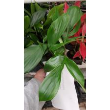 epipremnum sp (Rhaphidophora) s