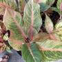 Aglaonema NEW4 Sripayom