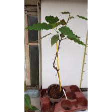 Ficus sp.(T29) Brown leaf pot