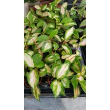 Hoya Carnosa 'tricolor' 5 см