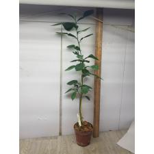 Citrus hystrix (Kaffir lime)(not variegated)
