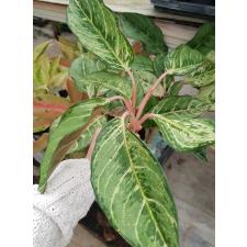 Aglaonema P-33 Lucky green