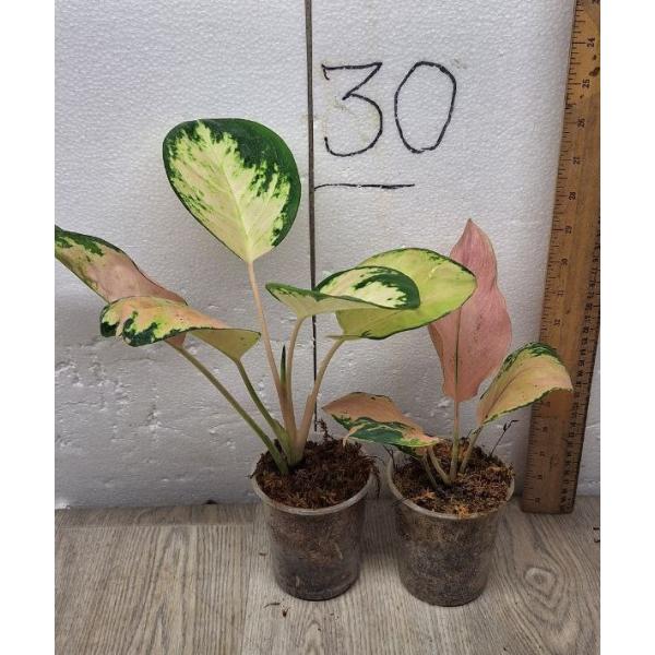 Aglaonema Amazon pot