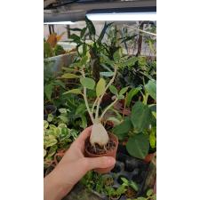 Гиднофитум Папуанум / Hydnophytum Papuanum