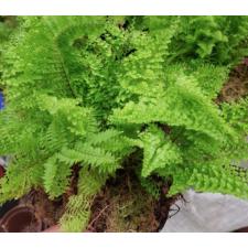 Nephrolepis exaltata cv Vintage Lace (dwarf and green leaf) pot