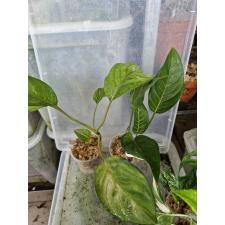 Aglaonema P-19 Khunmak стакан 550р