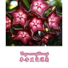 Хойя макгилливреи / Hoya macgillivrayi