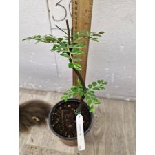 Diospyros buxifolia pot 112